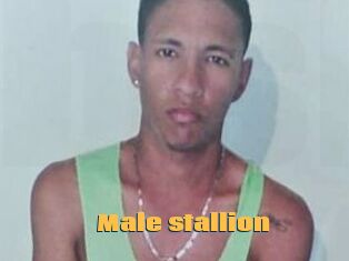 Male_stallion