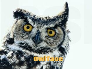 Owlface