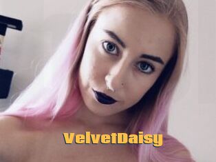 VelvetDaisy